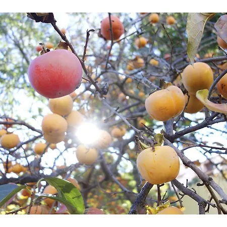 Apartmán Les Jasmins *