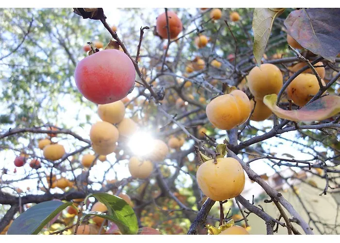 Appartement Les Jasmins *